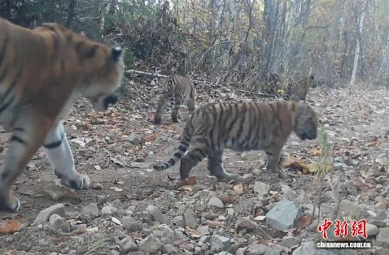 2025���ږ|��������(gu��)�ҹ��@�Ĕz���Ė|������(��ҕ��ý���D)