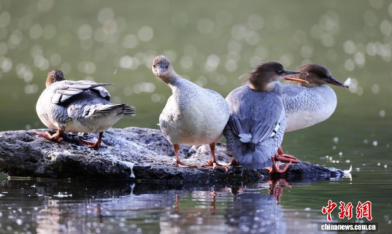 ���A��ɳ�����ԁ����w��ˮ��ʯ�^����Ϣ�����w��� �z