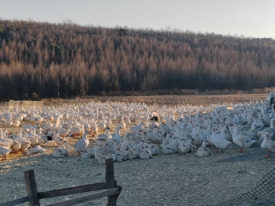 推進雪鵝養(yǎng)殖產(chǎn)業(yè)鏈建設 和龍市委宣傳部/供圖 推進雪鵝養(yǎng)殖產(chǎn)業(yè)鏈建設 和龍市委宣傳部/供圖